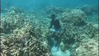 astove reef checking