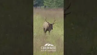 Elk in Cherokee, NC