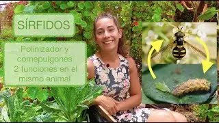 MOSCA DE LAS FLORES o SÍRFIDO: Aliados en el jardín