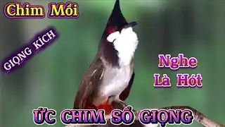 Chào mào Hót Ché ,giọng kích kích bổi sổ giọng Luyện Giọng cho bổi Nghe Là Hót Giọng Rừng