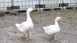 We have Embden Geese and our ducks are laying!!!