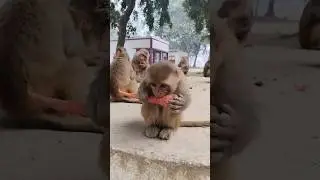 cute baby monkey eating carrot 🥕🐵🥰#monkeyvideo #monkey #bandar 01619