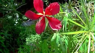 Recent Timelapse   Flowers