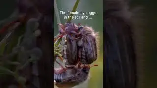 European June Beetle #slowmotion