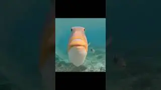 🎣#music #fypシ゚viral #viral #shorts #edit #fishing #christian #baseball #677
