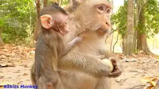 BRIGHTEN MONKEY HUNGRY