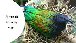 Amazing Bird Facts You Didn&rsquo;t Know! 🐧🦅#educationforkids   #studysmart  #StartSmartWithPriyanshi