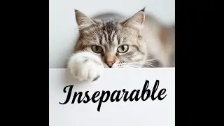 Verbos inseparables