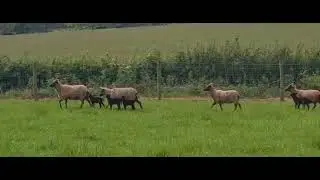 Manx Hogget Ewes & Lambs - May 2024