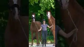 Horseshooting is a difficult challenge 😂 #horsepower #chestnut #horses #equestrian #shorts Inleobo