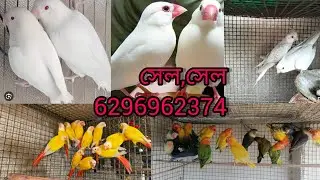 সেল, সেল, লাভ বার্ডস যোগাযোগ বাবু দা ফোন করুন 6296962374