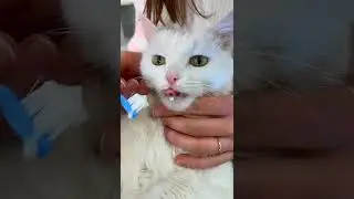 ПОРА ЧИСТИТЬ ЗУБЫ!