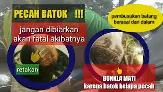 BATOK PECAH JANGAN DIBIARKAN  !!!