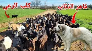 قاهر الذئاب كلب الماستين الاسباني مساعدة الكلاب الراعي على السرحة