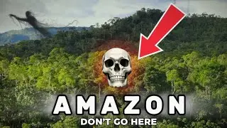 Inside the Amazon forest Secrets, Dangers & How Life Survives