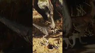 Black Windrustler - Endemic Life