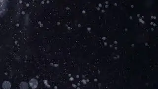 01 | One Water overlay | Small particles in water for edit | Water effect | free footage