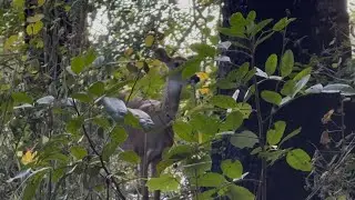 Florida WMA Grind, Cold Front Deer Movement.