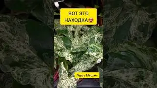 Сортовой Сингониум Мохито |  Интересная находка в Леруа Мерлен
