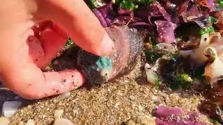 At low tide, lobsters line the beach  Pearls in blue shellfish 360p.@monboymax