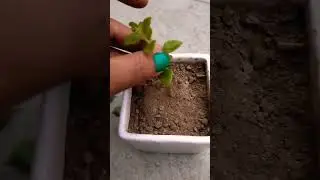 How to grow tangle heart from cutting 💯 creative way#shorts #youtubeshorts #propagation #gardening