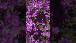 Hungry Bumblebee in the flowers in surrey BC Canada #shorts