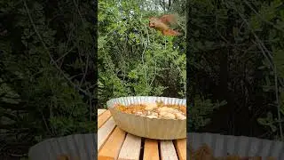 A Cardinal too focused on a mealworm 🐦