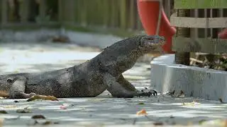 Foraging Behaviour of Asian Water Monitors