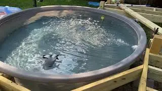 My stock tank intex pump hard piped, when the local pool shops said I couldn&rsquo;t do it.
