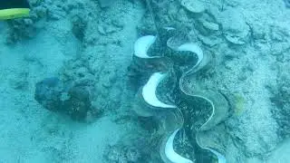 Huge Clamp Closing