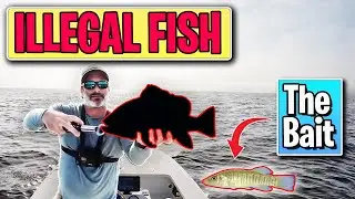 Bull Minnows Catch 