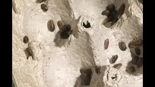Sorting Dubia Roaches!!! and Holding the Iguana!!!