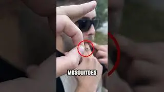 He is a natural enemy of mosquitoes