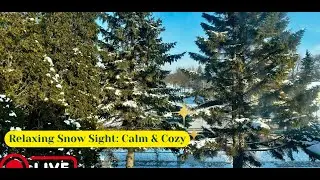 Live Snowy Winnipeg Street Ambience &ndash; Daytime Cars & Soft Music for Relaxing & Study