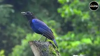 Malabar whistling Thrush #birds #sound  #wildlife #nature #travel @discovery @NatGeoAnimals 