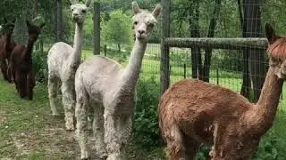 Alpaca Parade | Virtual Farm Tour