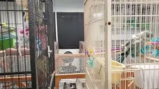 Visiting with the birds boarding here this week.