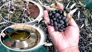 How to harvest Olive tree by hands and by machine part2
