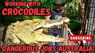 Deadly croc. The world&rsquo;s most dangerous job Australia.
