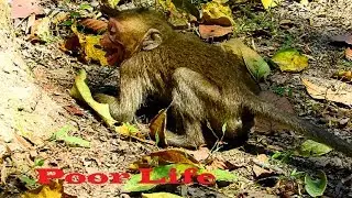 Really Break my heart !! April fight adorable David cruelty till around convulsive, Pitiful on him19