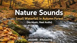 6 HOURS Autumn Forest Stream Sounds ASMR | Relaxing Water Flow for Deep Sleep & Study
