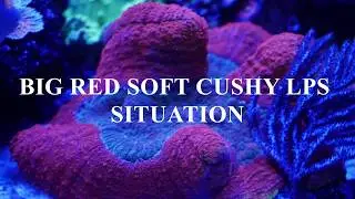 REEF TANK ADDICTION SEASON 4 EPISODE 5 -
