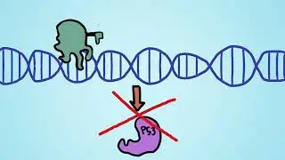 TF Binding Sites and their relationship to Cancer: CAH SAS Entry 2026 
