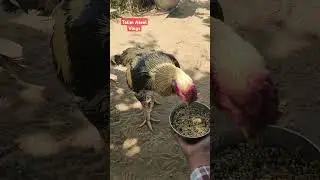 Java Aseel murga aseel patha new 2025 #youtubeshorts #shorts #murga #aseelmurga #Aseelfight