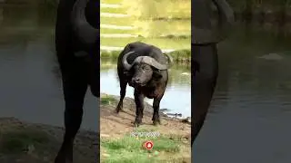 Buffalo best transformation || #buffalovideos #buffalo #funny #buffalovideo #aiart #shorts #bhains