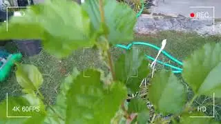 Mulberry tree bear fruits? How? What I did to my Mulberry? Watch this video to see updated results!