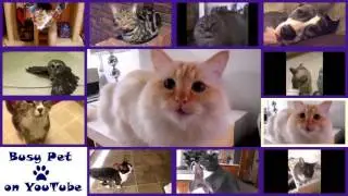 8 Cats Meowing / Singing HAPPY BIRTHDAY Song (A Cappella)