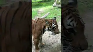 The Bronx Zoo Tiger | Fear in One Roar 🐅🔥| Biggest Zoo in NYC😍 #youtubeshorts #tiger #wildlife