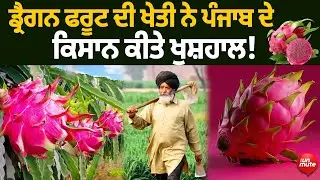 Dragon fruit ਦੀ ਖੇਤੀ ਨੇ ਪੰਜਾਬ ਦੇ ਕਿਸਾਨ ਕੀਤੇ ਖੁਸ਼ਹਾਲ! ਬਰਨਾਲੇ ਵਾਲਿਆਂ ਨੇ ਕੀਤੀ ਕਮਾਲ, ਸੁਣੋ ਫਾਇਦੇ
