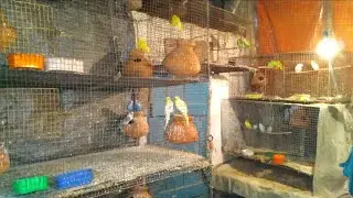 new || small budgies colony progress